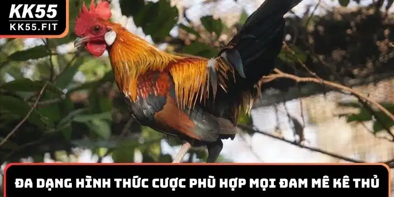 Đa dạng hình thức cược phù hợp mọi đam mê kê thủ