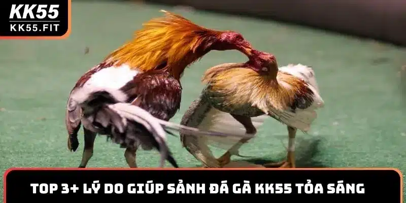 Top 3+ lý do giúp sảnh đá gà KK55 tỏa sáng trên thị trường